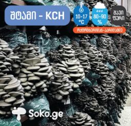 სოკო, სოკოს თესლი, კალმახა სოკოს თესლი, მიცელიუმი, სოკოს მიცელიუმი, კალმახა სოკოს მიცელიუმი soko, sokos tesli, kalmaxa sokos tesli, miceliumi, sokos miceliumi, kalmaxa sokos miceliumi. ქამა სოკოს თესლი მიცელიუმი, სამეფო კალმახას თესლი, პორტაბელოს თესლი, შიიტაკეს თესლი, ენოკის თესლი სოკო, სოკოს თესლი, კალმახა სოკოს თესლი, მიცელიუმი, სოკოს მიცელიუმი, კალმახა სოკოს მიცელიუმი soko, sokos tesli, kalmaxa sokos tesli, miceliumi, sokos miceliumi, kalmaxa sokos miceliumi. Blue oyster Mycelium in Tbilisi