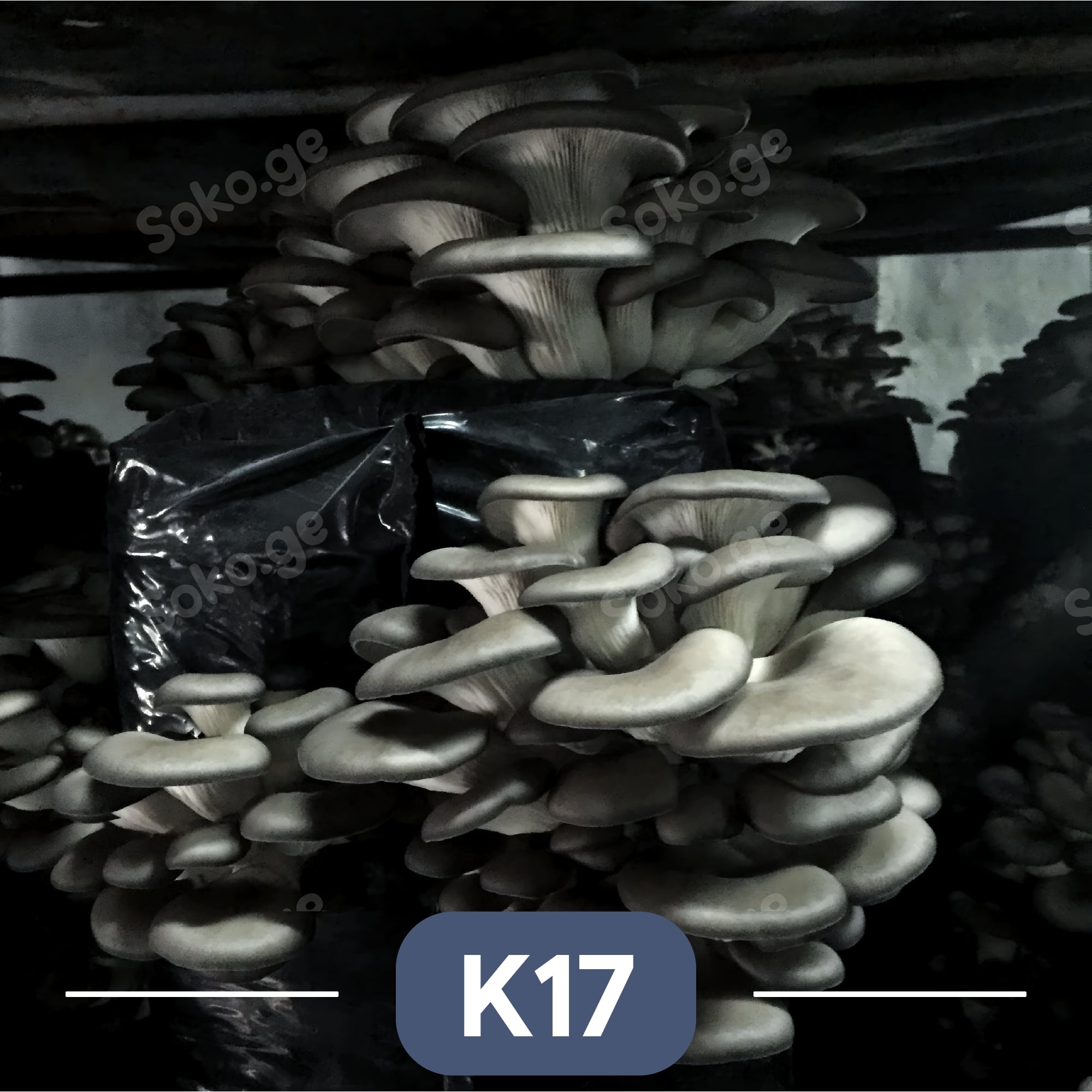 კალმახა სოკოს მიცელიუმი (სოკოს თესლი) - Image 6