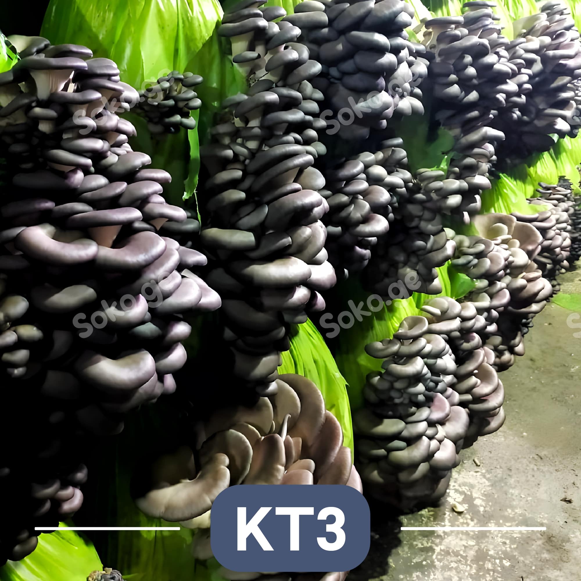 კალმახა სოკოს მიცელიუმი (სოკოს თესლი) - Image 7