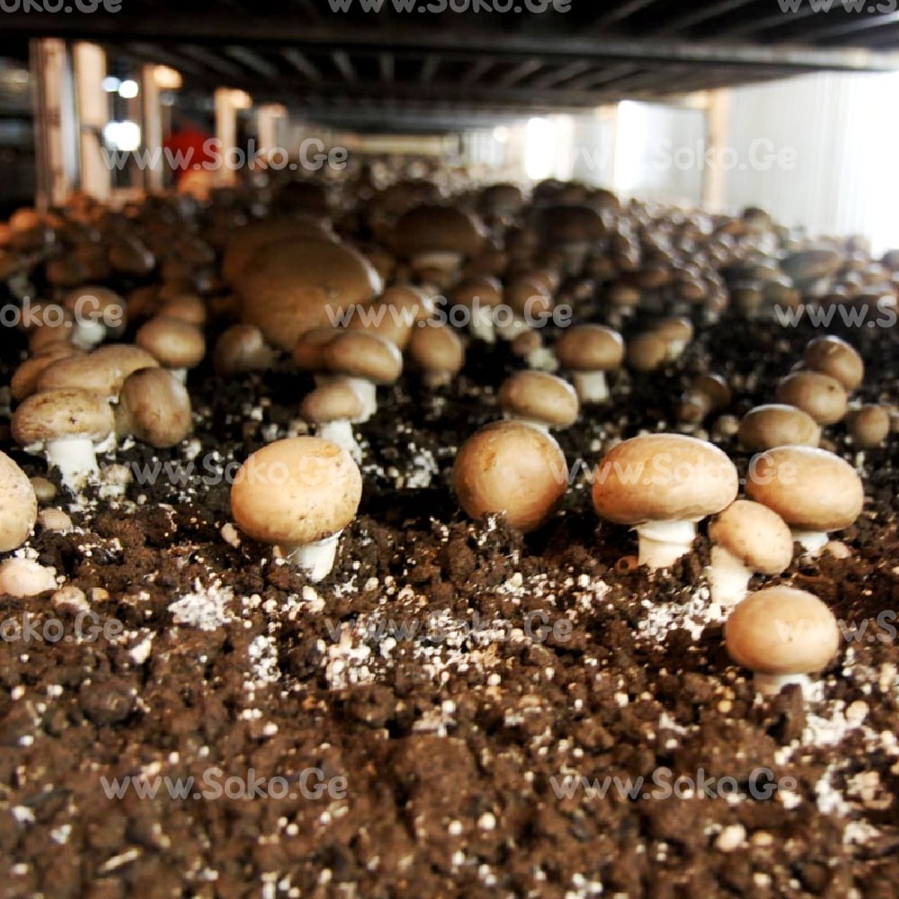 პორტაბელო, სამეფო ქამა სოკოს მიცელიუმი (თესლი)