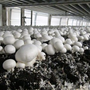 ქამა სოკოს, შამპინიონის მიცელიუმი (თესლი)