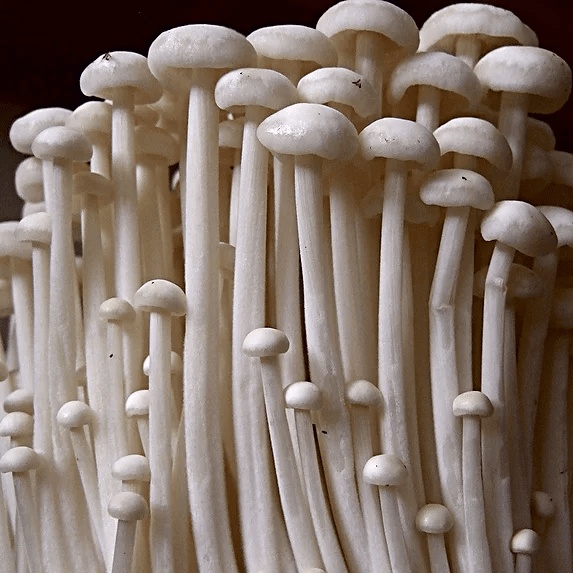 ენოკი, Enoki-ს მიცელიუმი (თესლი)