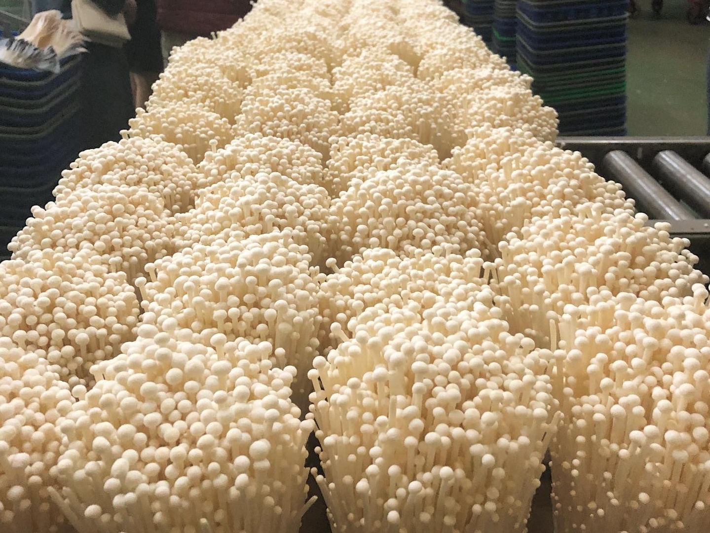 ენოკი, Enoki-ს მიცელიუმი (თესლი) - Image 3