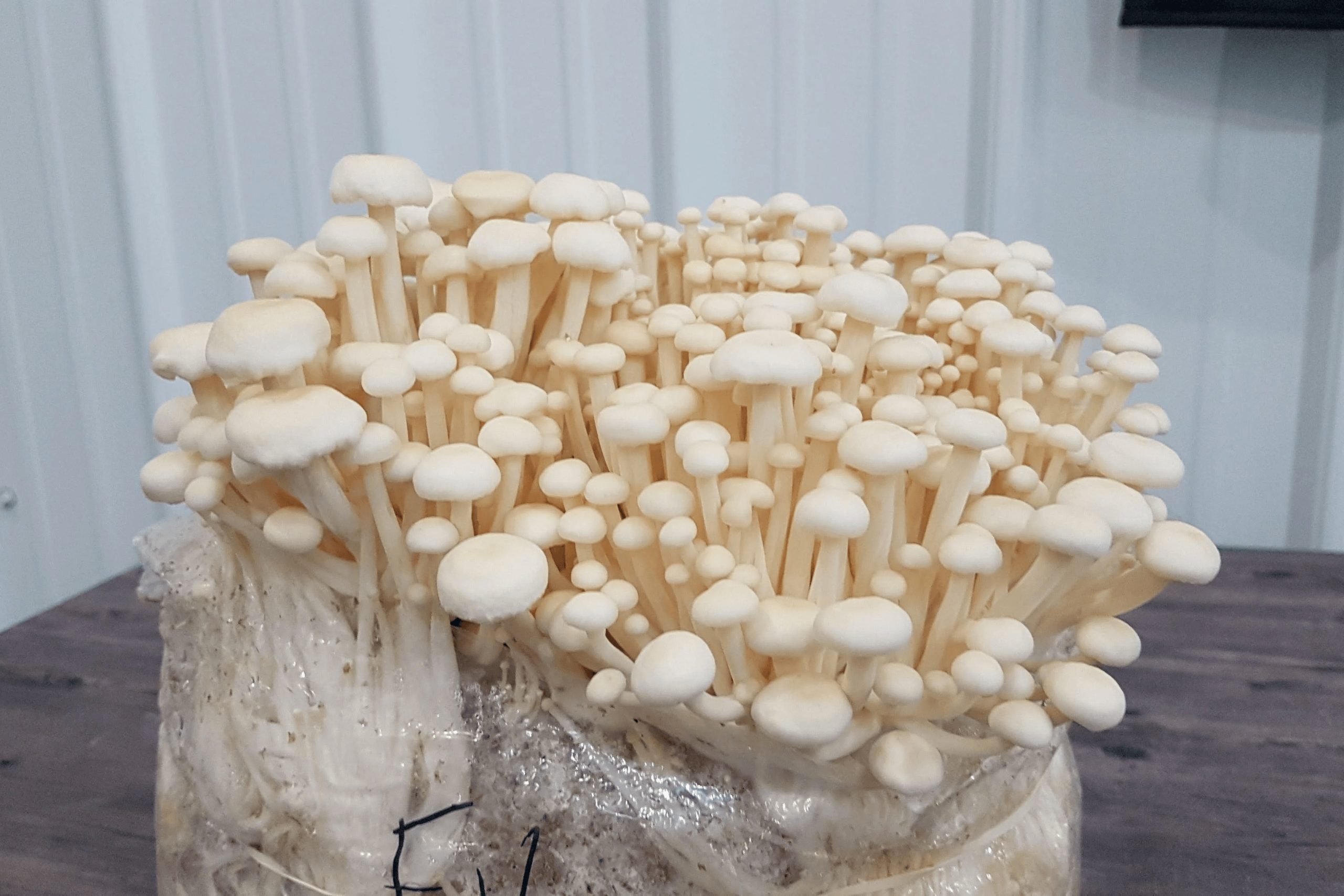 ენოკი, Enoki-ს მიცელიუმი (თესლი) - Image 2