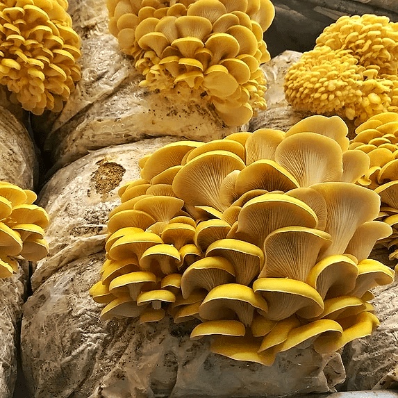 ყვითელი ხის სოკოს კალმახას მიცელიუმი (თესლი)