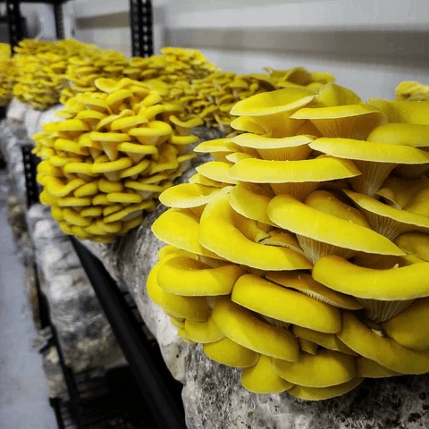 ყვითელი ხის სოკოს კალმახას მიცელიუმი (თესლი) - Image 2