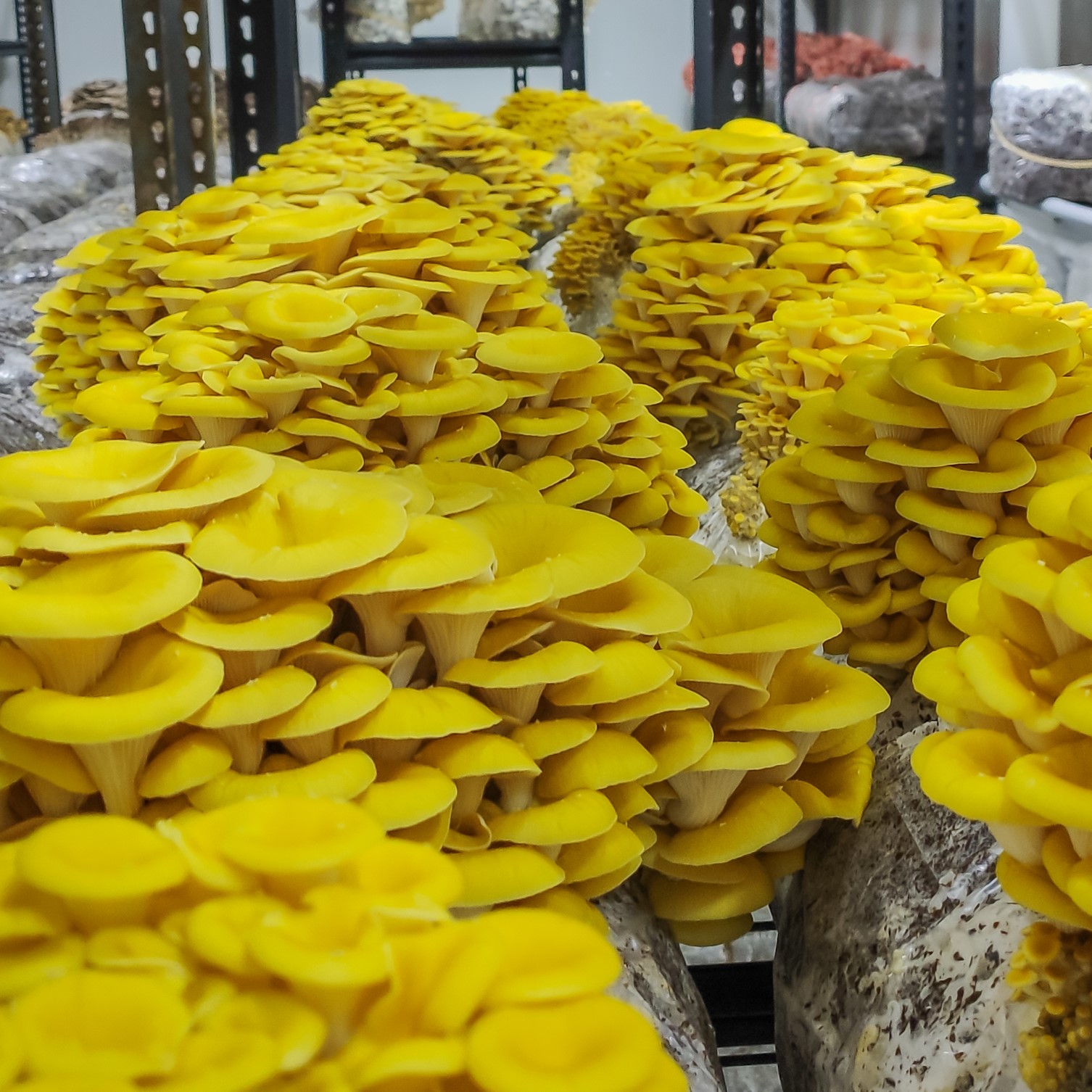 ყვითელი ხის სოკოს კალმახას მიცელიუმი (თესლი) - Image 3