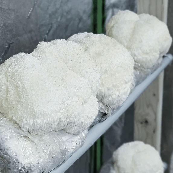 გულა სოკოს თესლი, გულა სოკოს მიცელიუმი, Lions Mane Mushroom Mycelium in Tbilisi გულა სოკოს კაპსულები, გულა სოკოს ექსტრაქტი, როგორ დავთესოთ გულა სოკო, მშრალი გულა სოკოს ნაყოფი Lion's mane capsules, Lion's mane extract, How to grow lion's mane, Dried Lion's Mane mushroom