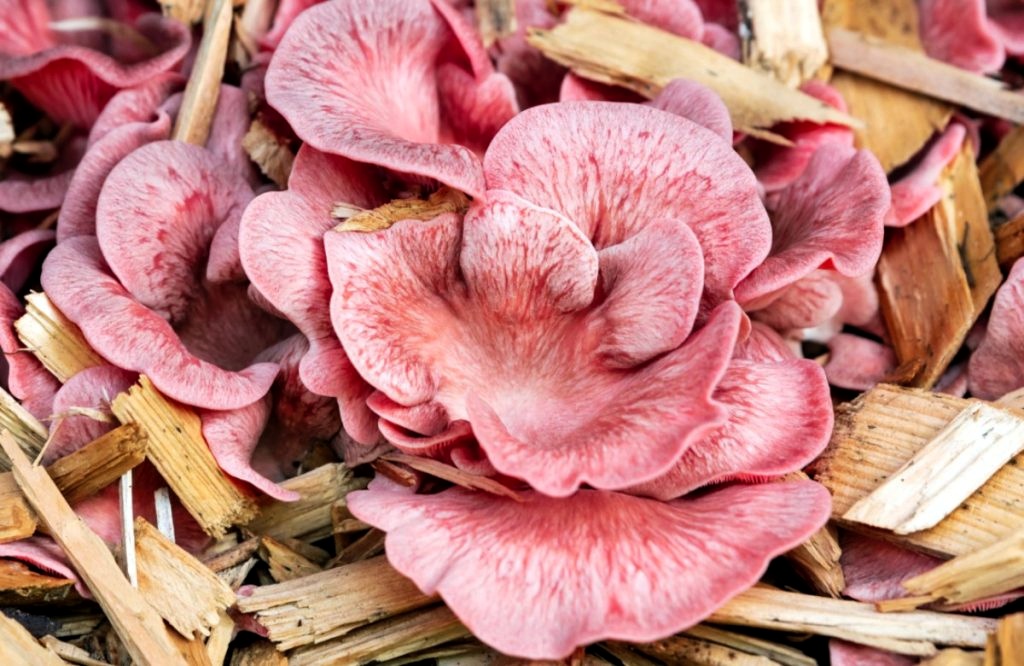 ვარდისფერი კალმახა სოკოს (ხის სოკოს) მიცელიუმი (თესლი) - Image 2