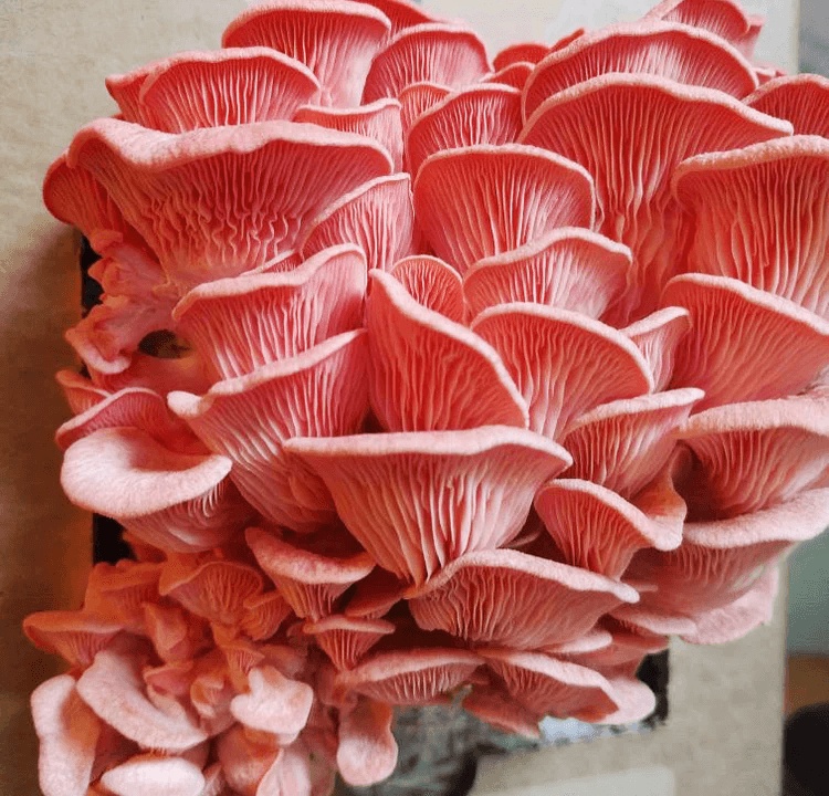 ვარდისფერი კალმახა სოკოს (ხის სოკოს) მიცელიუმი (თესლი)