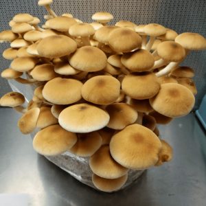 პიოპინოს, Agrocybe Aegerita-ს მიცელიუმი (თესლი)