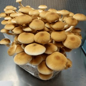 პიოპინოს, Agrocybe Aegerita-ს მიცელიუმი (თესლი)