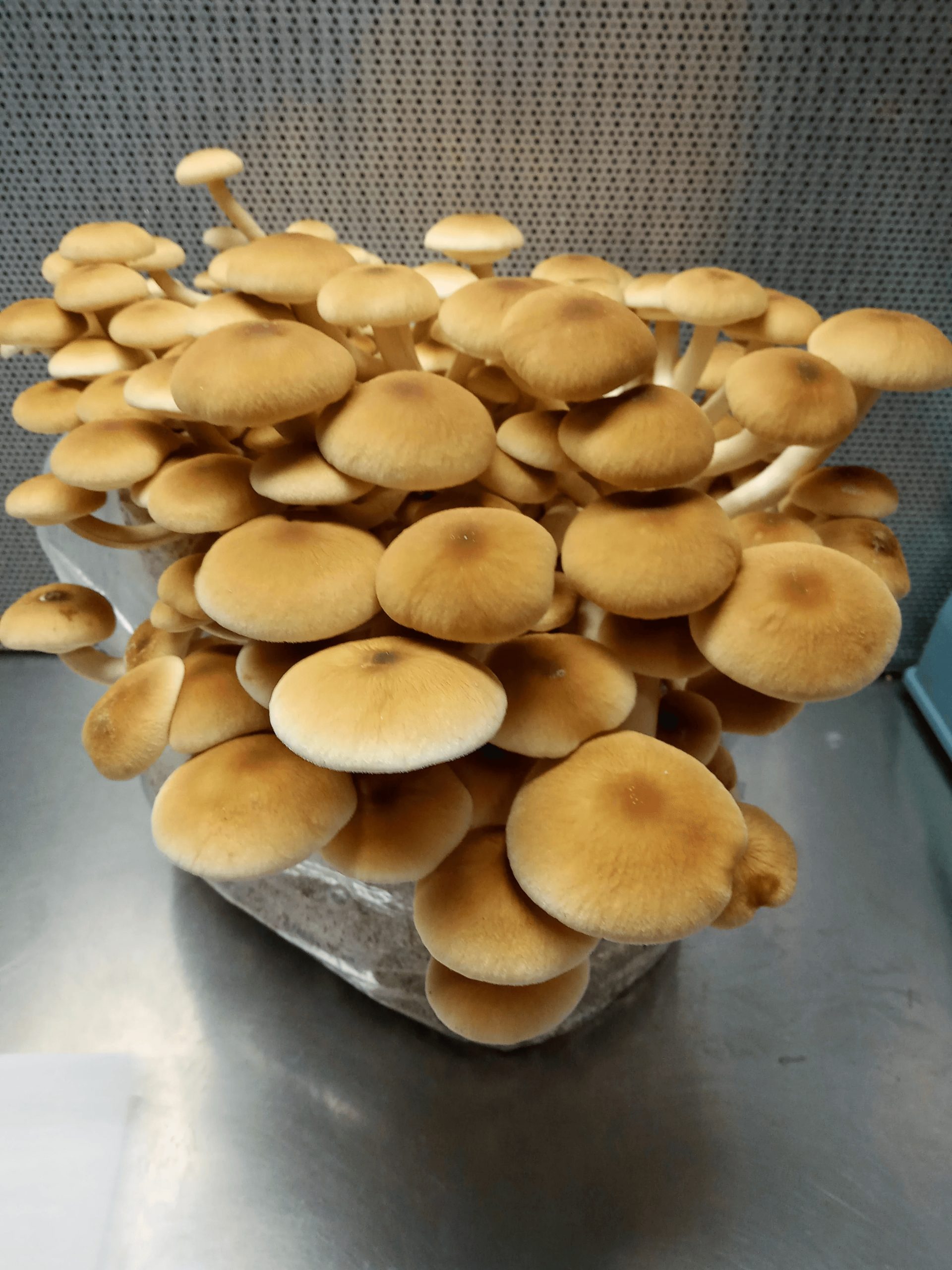 პიოპინოს, Agrocybe Aegerita-ს მიცელიუმი (თესლი)