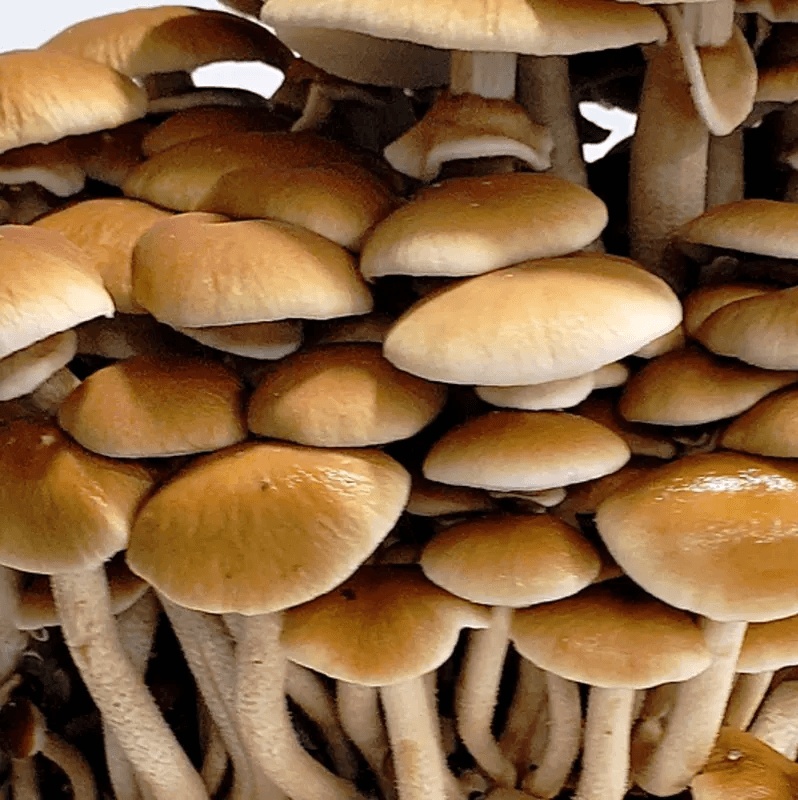 პიოპინოს, Agrocybe Aegerita-ს მიცელიუმი (თესლი) - Image 3