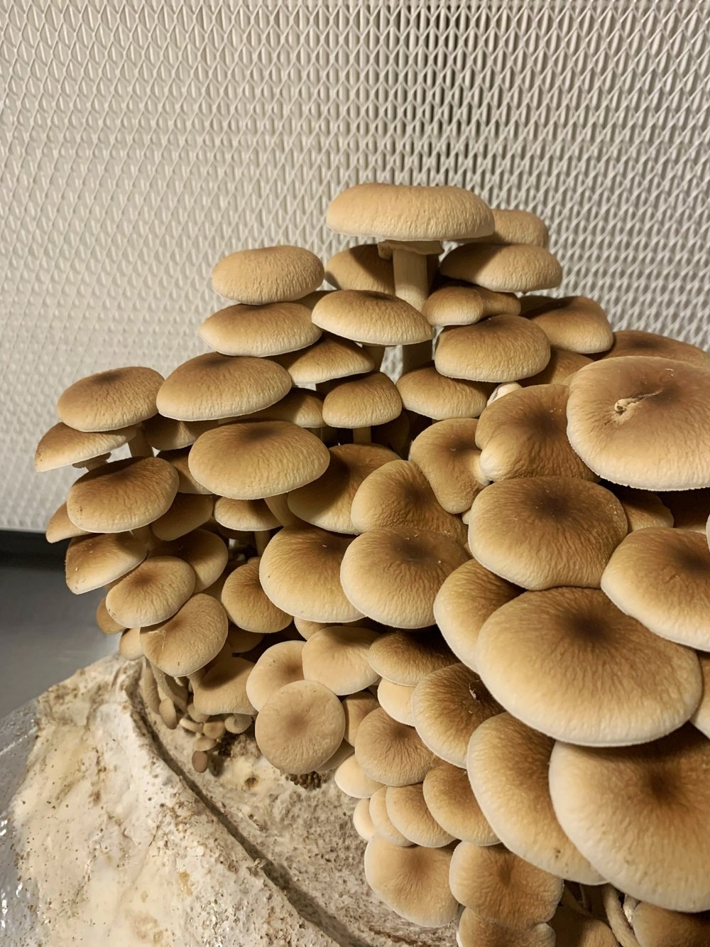 პიოპინოს, Agrocybe Aegerita-ს მიცელიუმი (თესლი) - Image 2