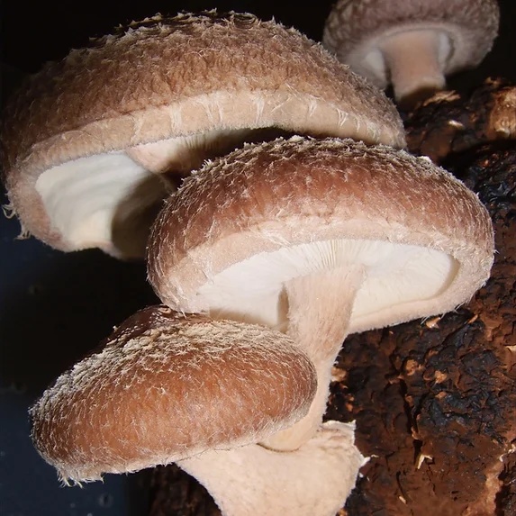 შიიტაკეს (Shiitake) მიცელიუმი (თესლი)