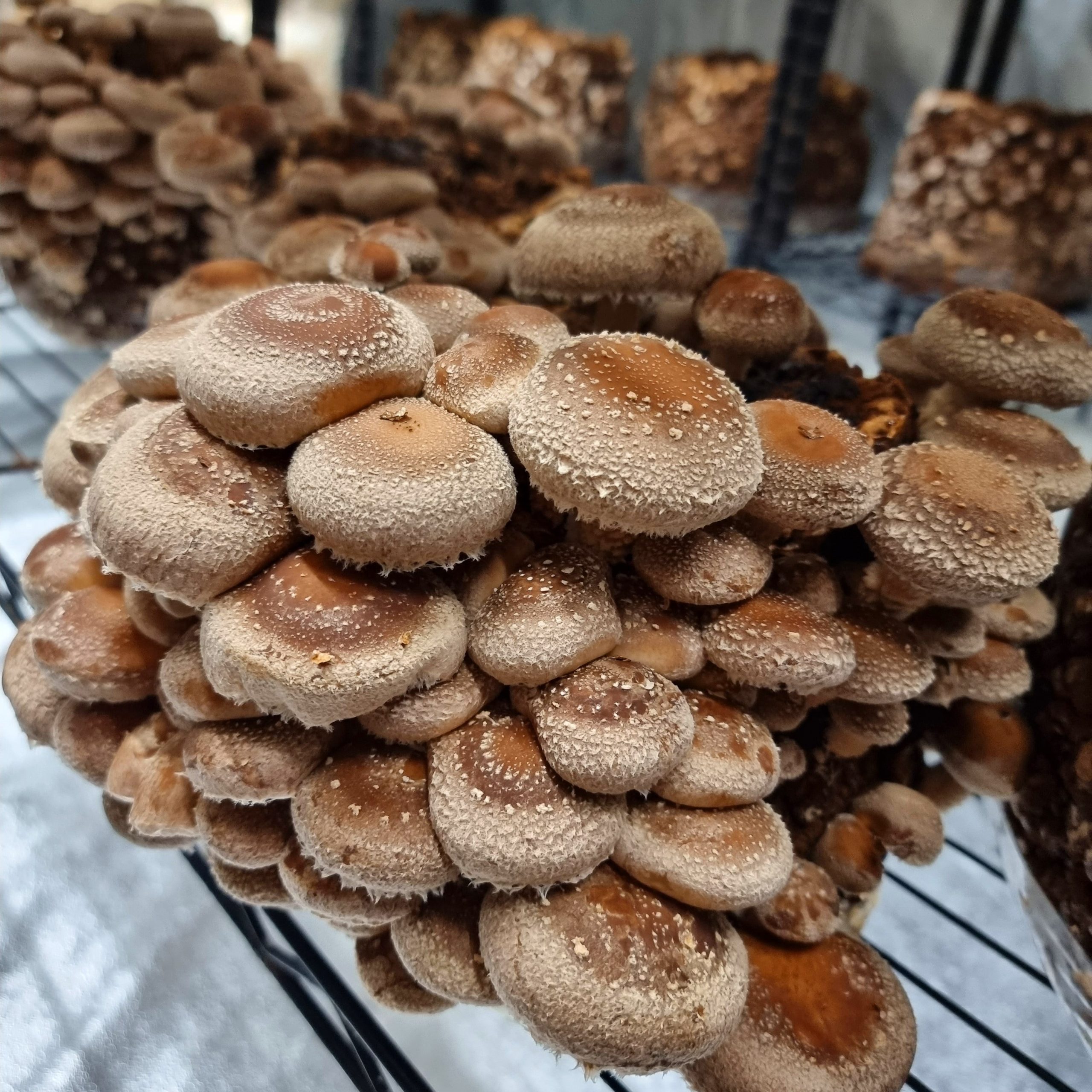 შიიტაკეს (Shiitake) მიცელიუმი (თესლი) - Image 3