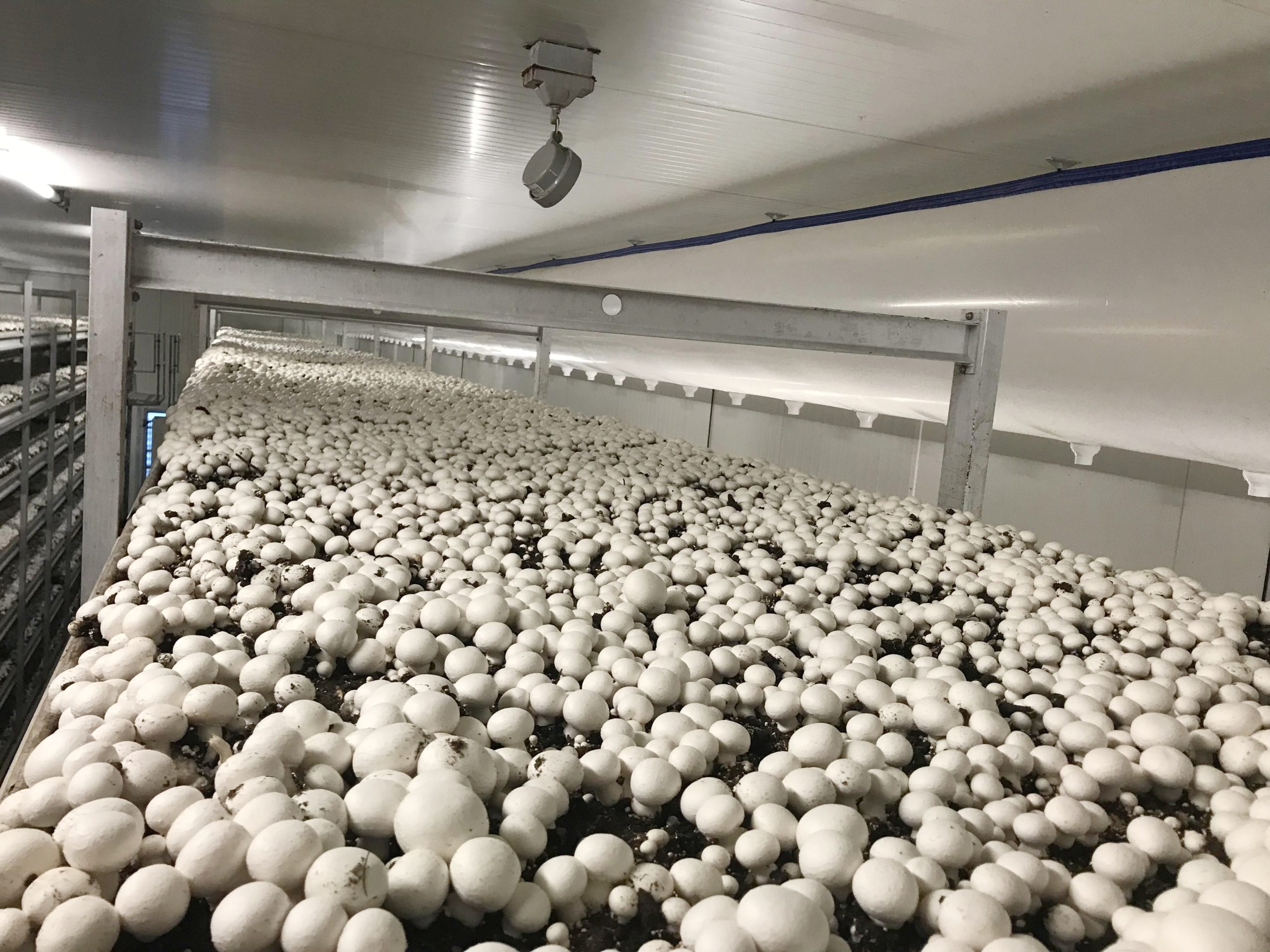 ქამა სოკოს, შამპინიონის მიცელიუმი (თესლი) - Image 3