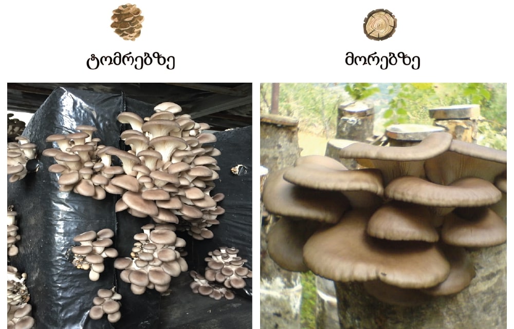 როგორ-მოვიყვანოთ-სოკოები {{brizy_dc_image_alt imageSrc=