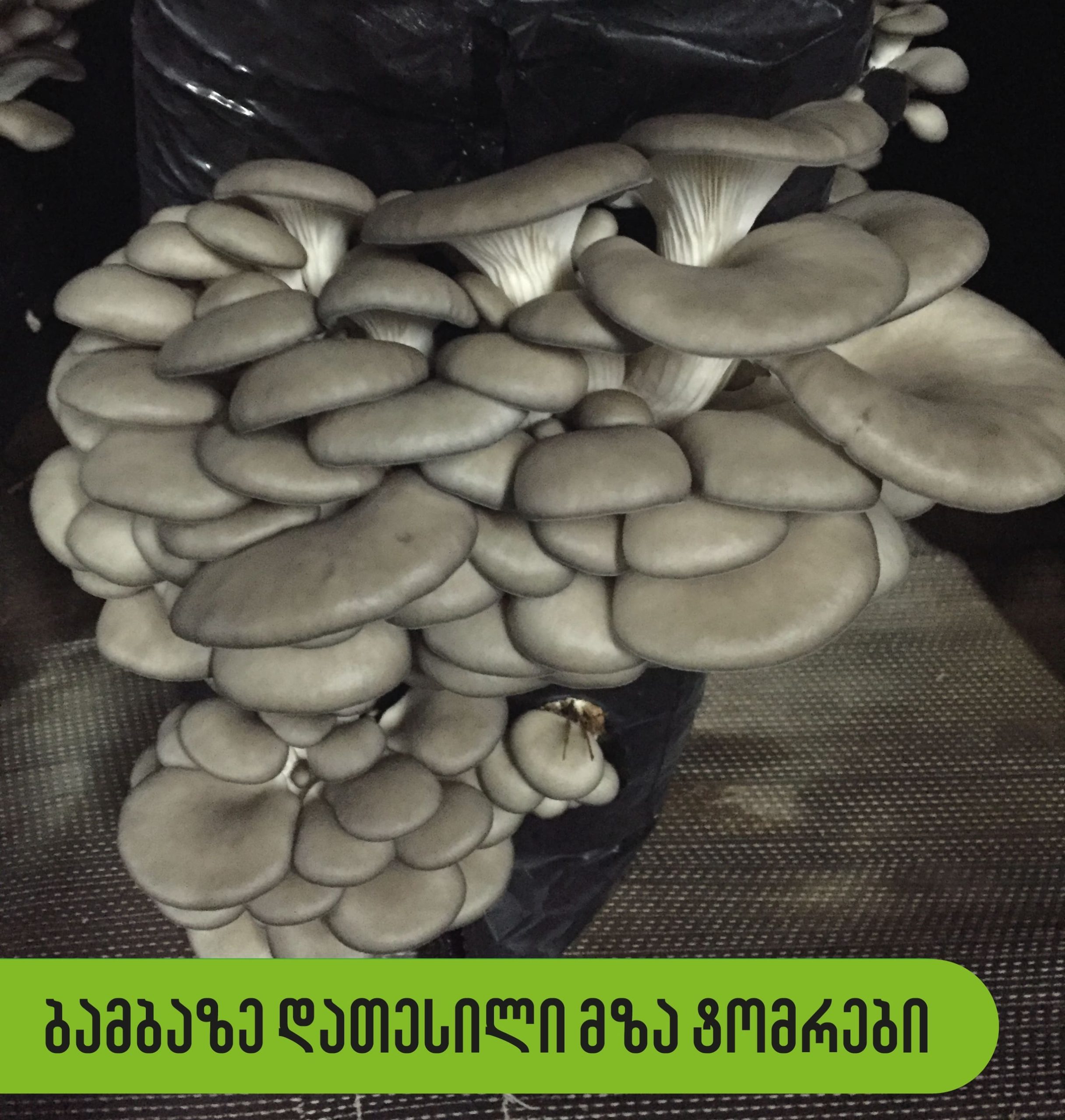 კალმახა სოკოს მზა დათესილი ტომრები