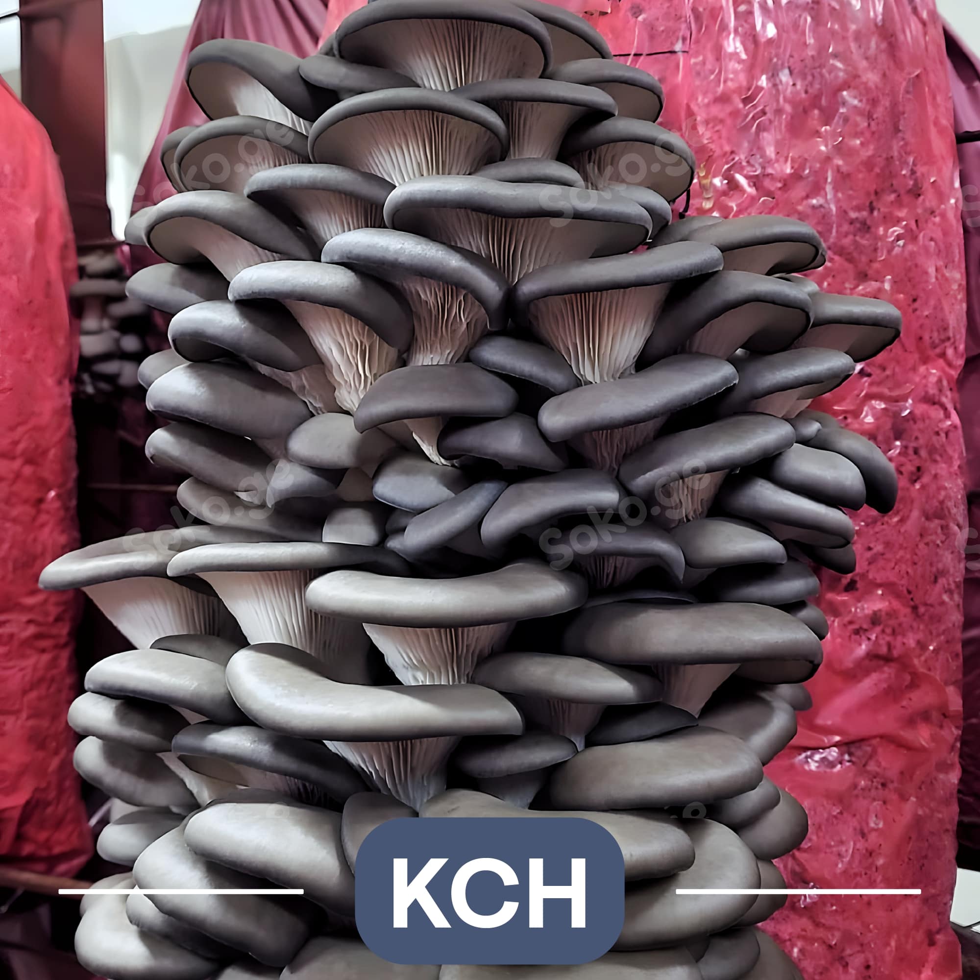 სოკო, სოკოს თესლი, კალმახა სოკოს თესლი, მიცელიუმი, სოკოს მიცელიუმი, კალმახა სოკოს მიცელიუმი soko, sokos tesli, kalmaxa sokos tesli, miceliumi, sokos miceliumi, kalmaxa sokos miceliumi. ქამა სოკოს თესლი მიცელიუმი, სამეფო კალმახას თესლი, პორტაბელოს თესლი, შიიტაკეს თესლი, ენოკის თესლი სოკო, სოკოს თესლი, კალმახა სოკოს თესლი, მიცელიუმი, სოკოს მიცელიუმი, კალმახა სოკოს მიცელიუმი soko, sokos tesli, kalmaxa sokos tesli, miceliumi, sokos miceliumi, kalmaxa sokos miceliumi. Blue oyster Mycelium in Tbilisi