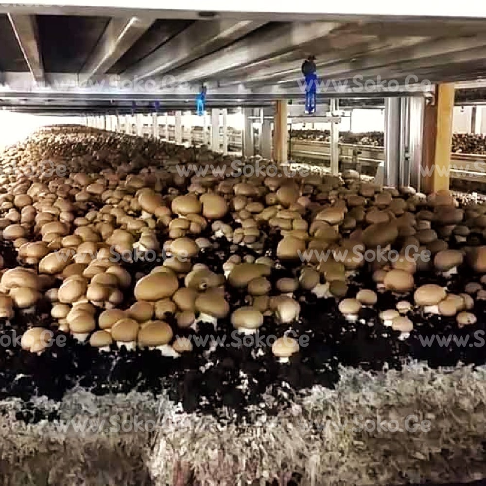 პორტაბელო, სამეფო ქამა სოკოს მიცელიუმი (თესლი) - Image 2