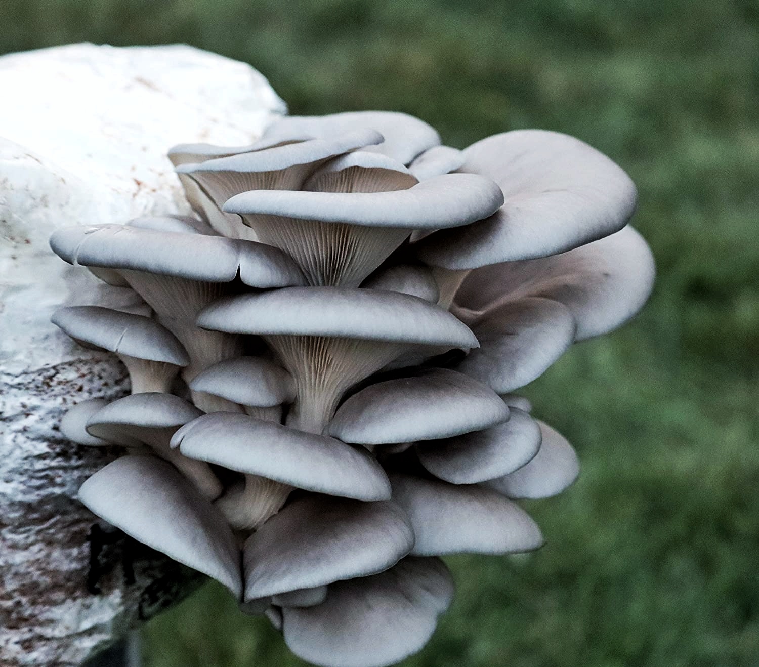 კალმახა სოკოს თხევადი მიცელიუმი / Oyster Mushroom - Image 2