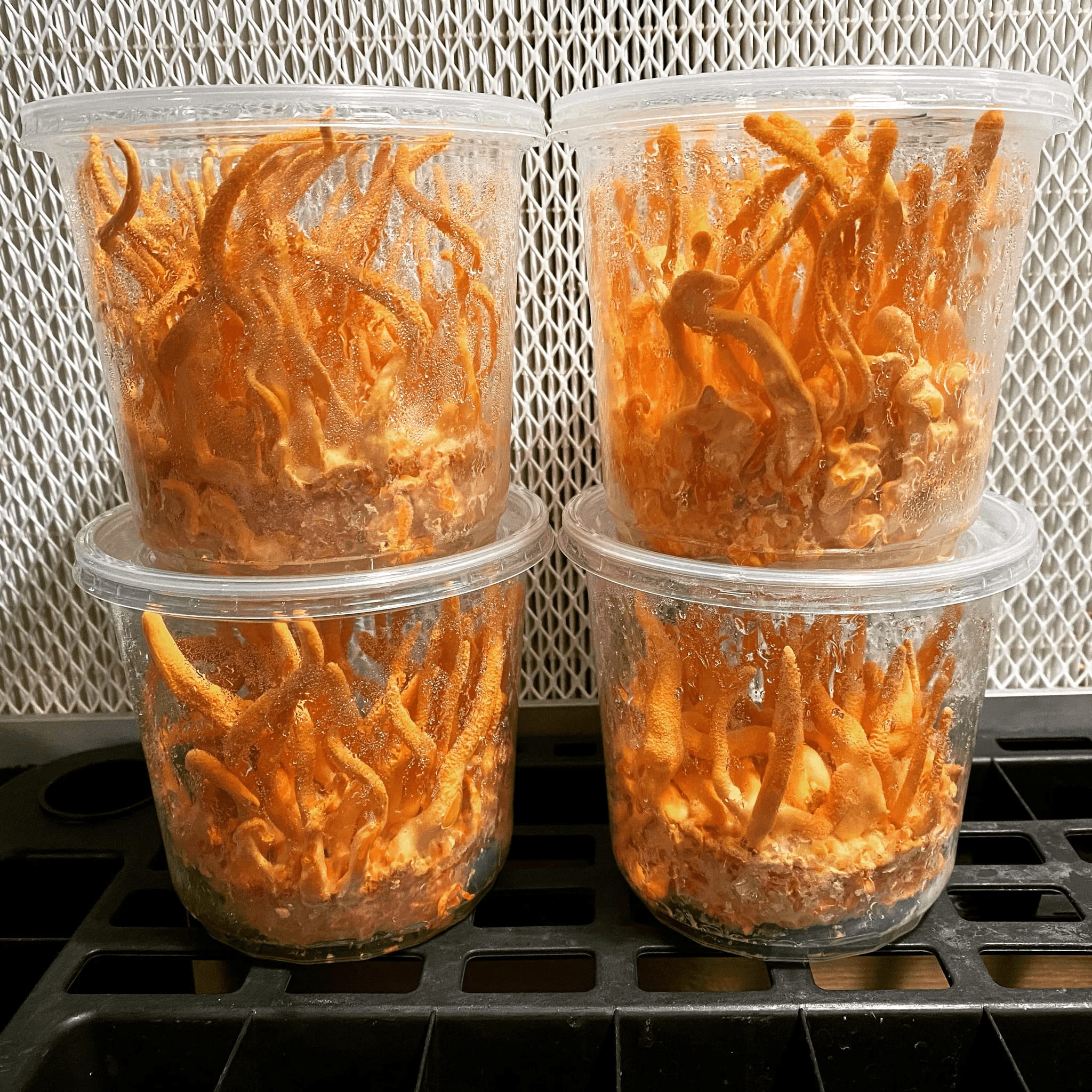 კორდიცეპსი, თხევადი მიცელიუმი / Cordyceps Militaris - Image 3