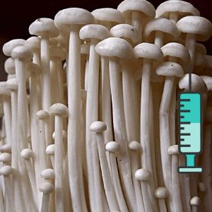 ენოკი სოკოს თხევადი მიცელიუმი / Enoki