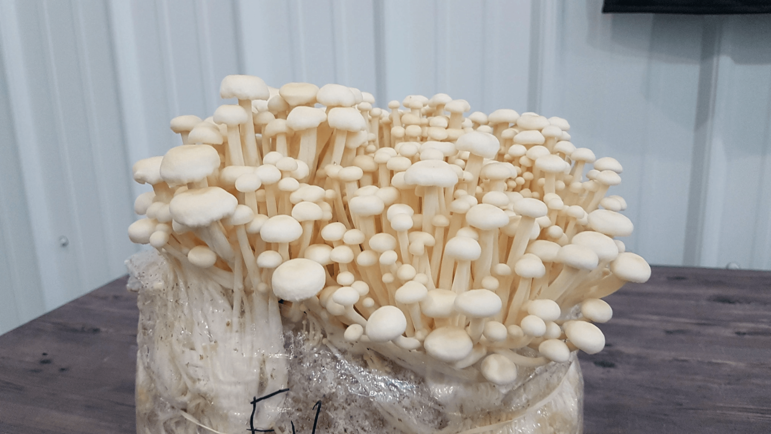 ენოკი სოკოს თხევადი მიცელიუმი / Enoki - Image 2