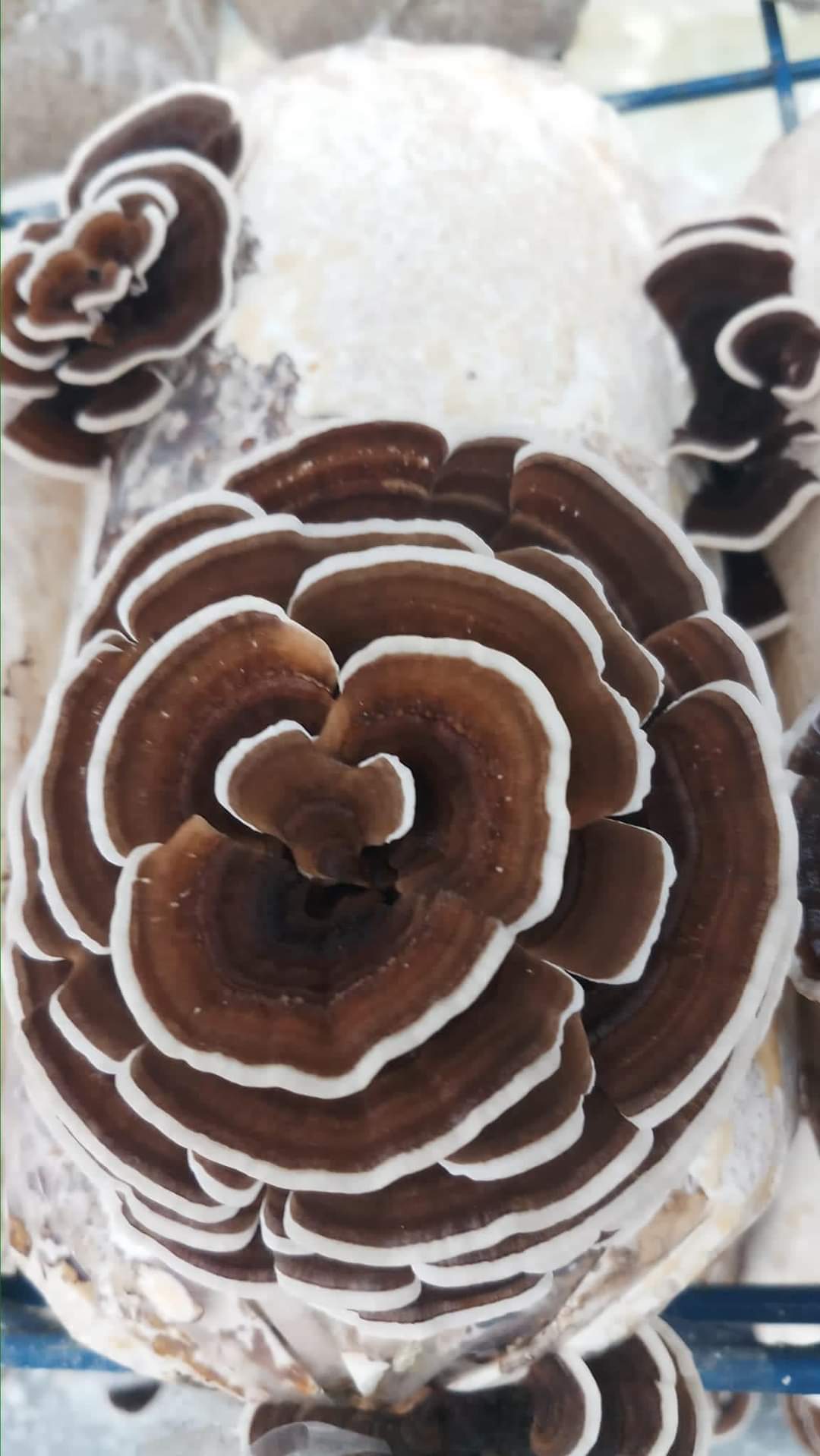 ინდაურისკუდა სოკოს თხევადი მიცელიუმი / Turkey Tail - Image 2