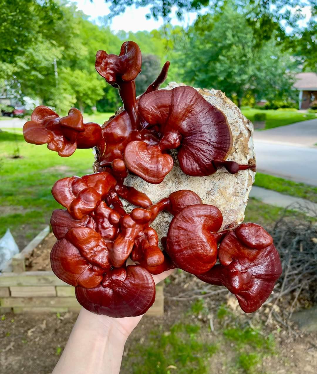 განოდერმა რეიში, კოვზა სოკოს თხევადი მიცელიუმი / Reishi - Image 3