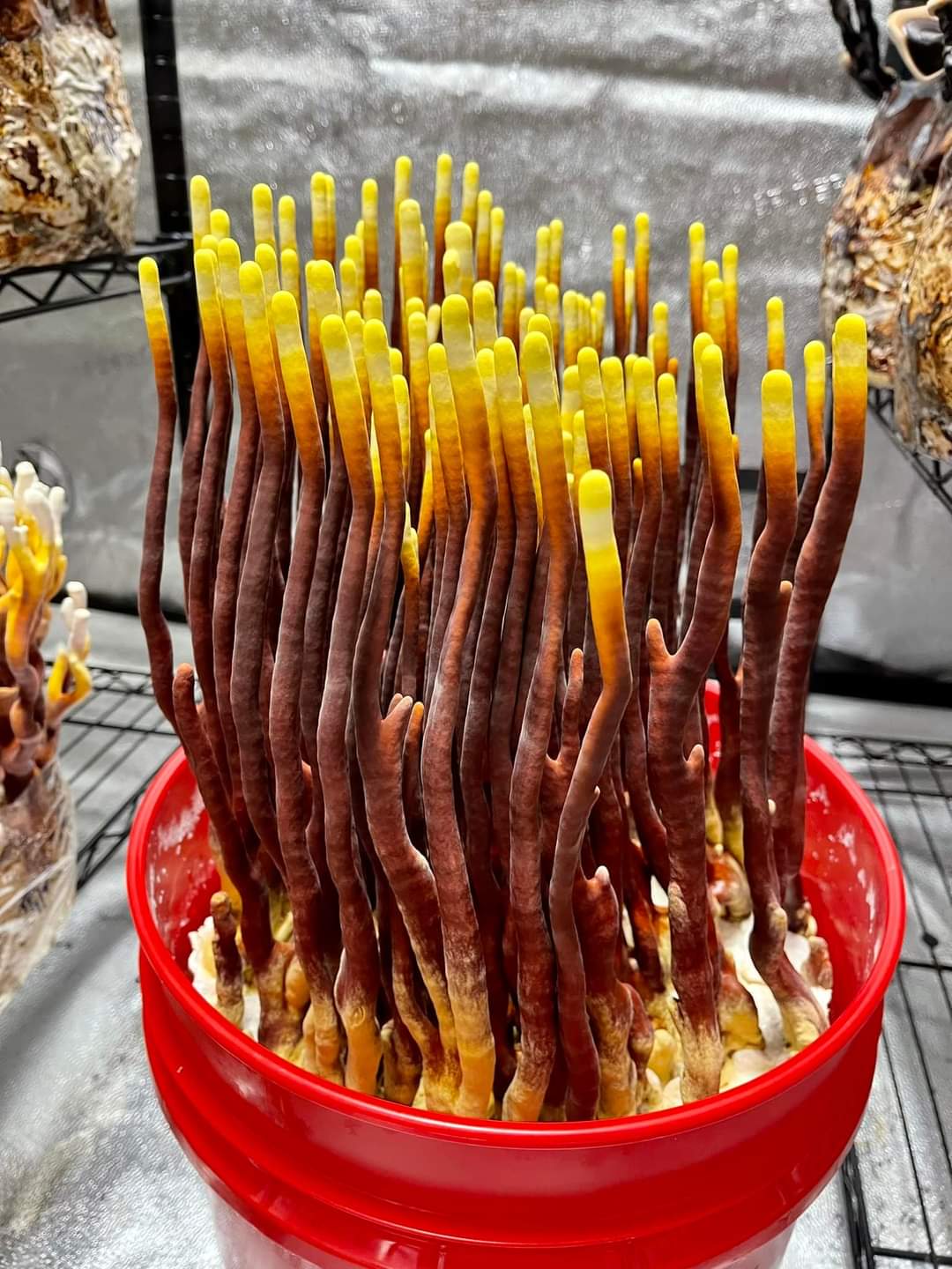 განოდერმა რეიში, კოვზა სოკოს თხევადი მიცელიუმი / Reishi - Image 2