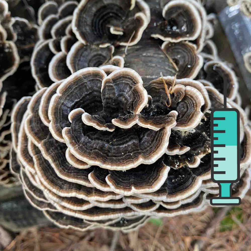ინდაურისკუდა სოკოს თხევადი მიცელიუმი / Turkey Tail