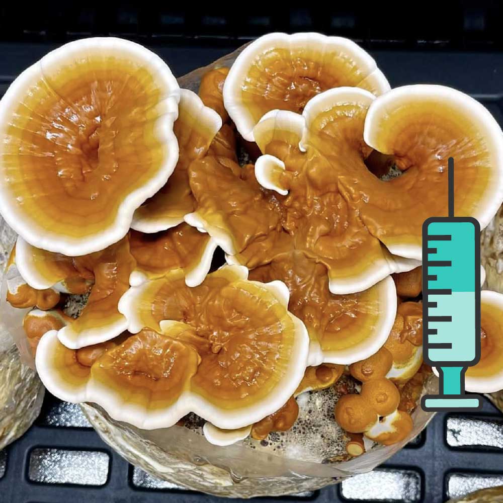 განოდერმა რეიში, კოვზა სოკოს თხევადი მიცელიუმი / Reishi