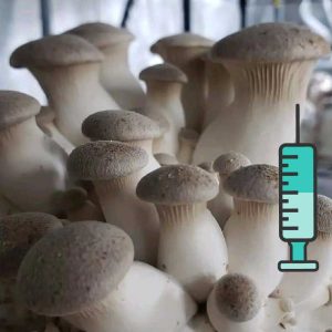 სამეფო კალმახა სოკოს თხევადი მიცელიუმი / King Oyster