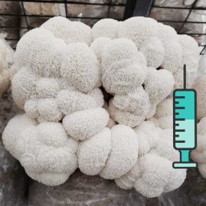 გულა სოკოს თხევადი მიცელიუმი / Lion's Mane