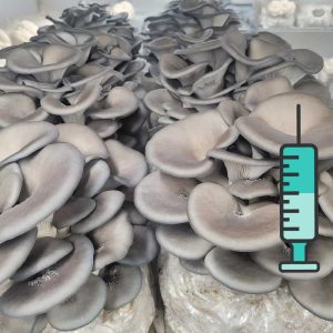კალმახა სოკოს თხევადი მიცელიუმი / Oyster Mushroom