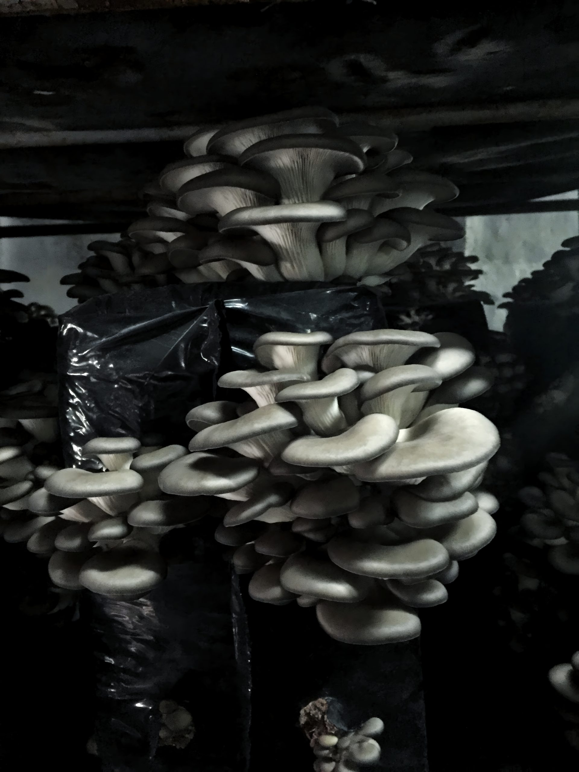 კალმახა სოკოს თხევადი მიცელიუმი / Oyster Mushroom - Image 3