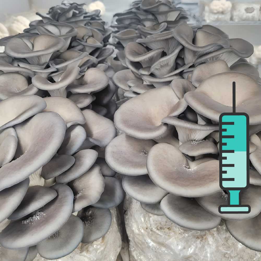 კალმახა სოკოს თხევადი მიცელიუმი / Oyster Mushroom