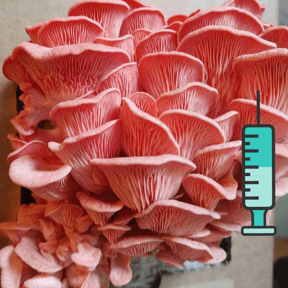 ვარდისფერი კალმახა სოკოს თხევადი მიცელიუმი / Pink Oyster