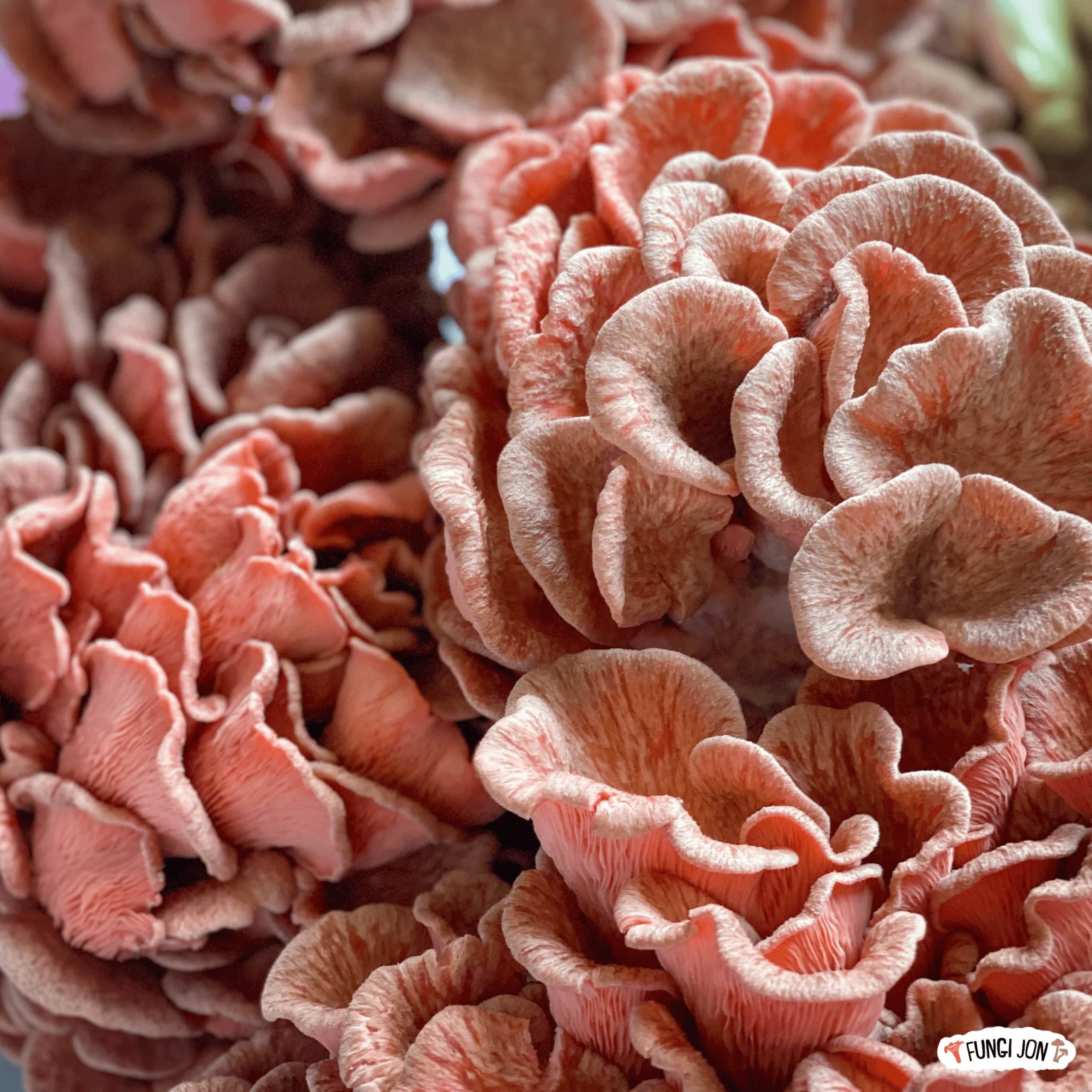 ვარდისფერი კალმახა სოკოს თხევადი მიცელიუმი / Pink Oyster - Image 2