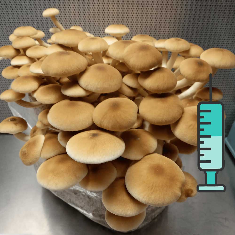 პიოპინო სოკოს თხევადი მიცელიუმი / Pioppino