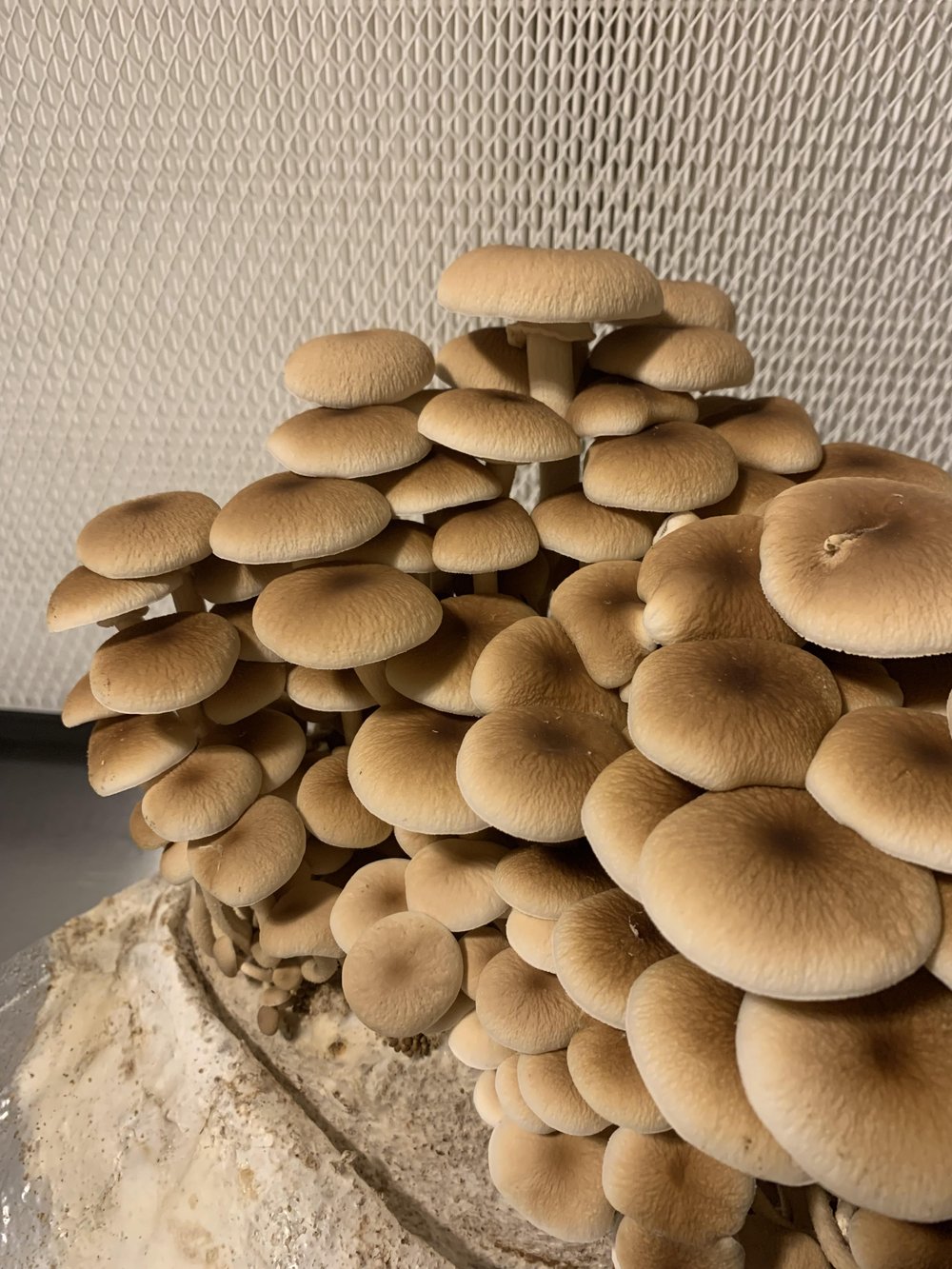 პიოპინო სოკოს თხევადი მიცელიუმი / Pioppino - Image 2