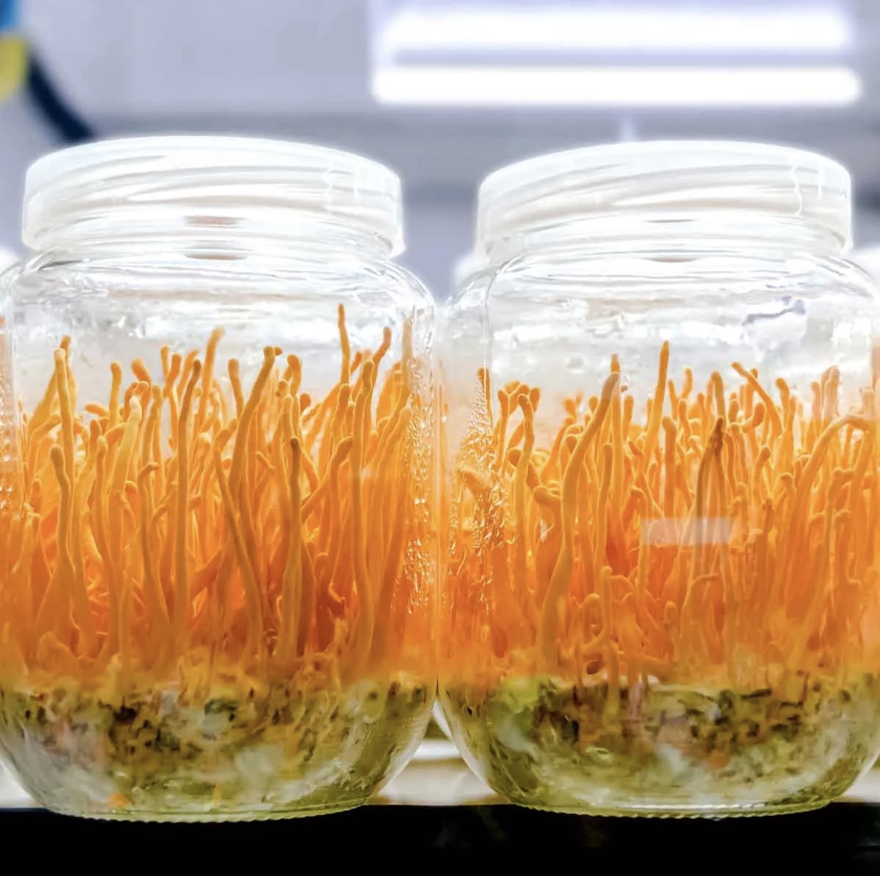 კორდიცეპსი, თხევადი მიცელიუმი / Cordyceps Militaris - Image 2