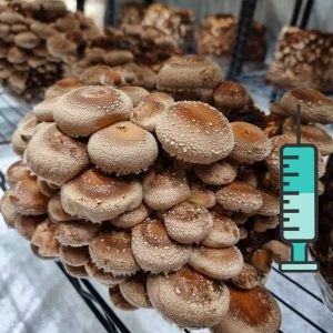 შიიტაკე სოკოს თხევადი მიცელიუმი / Shiitake