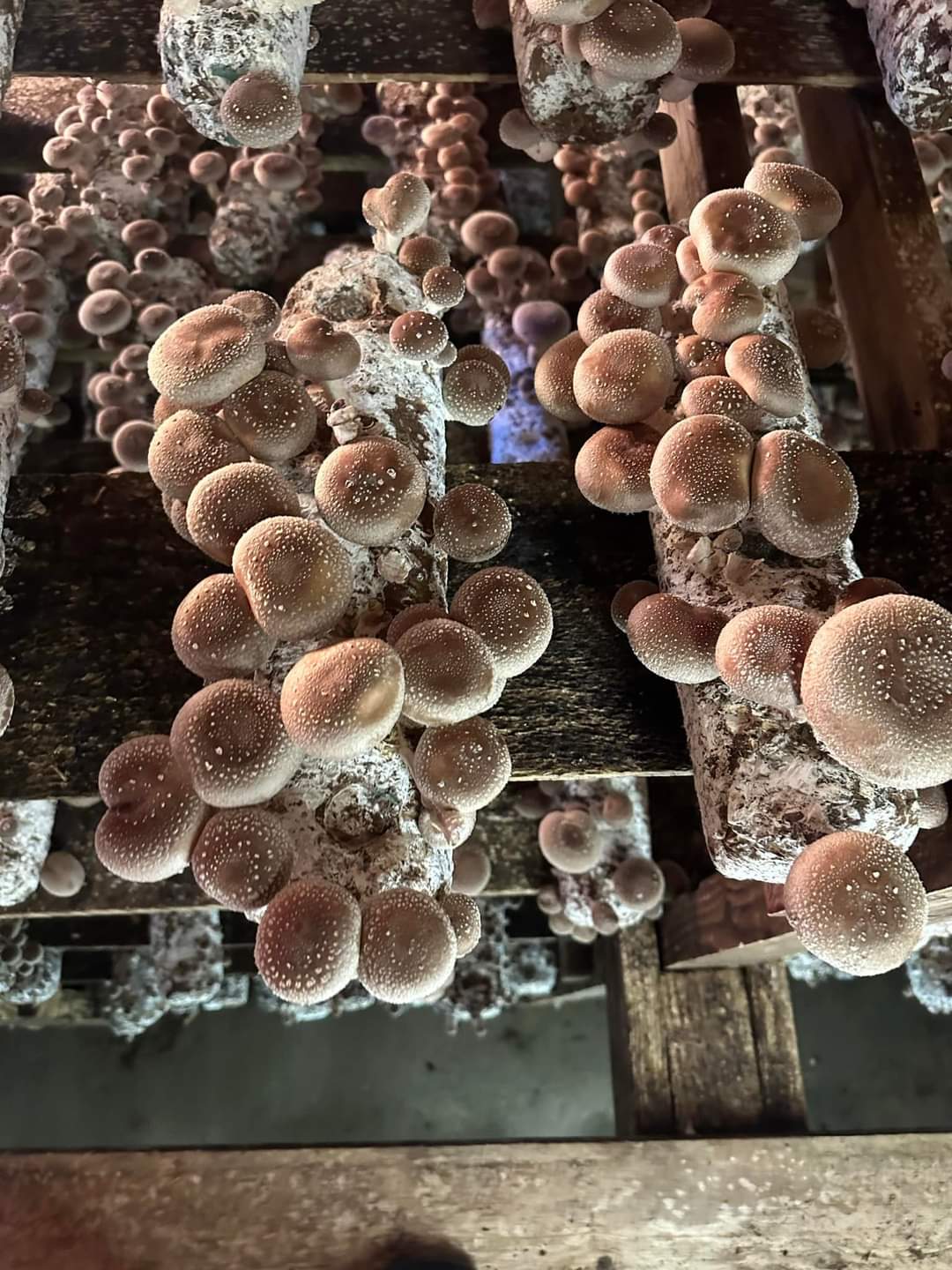 შიიტაკე სოკოს თხევადი მიცელიუმი / Shiitake - Image 2