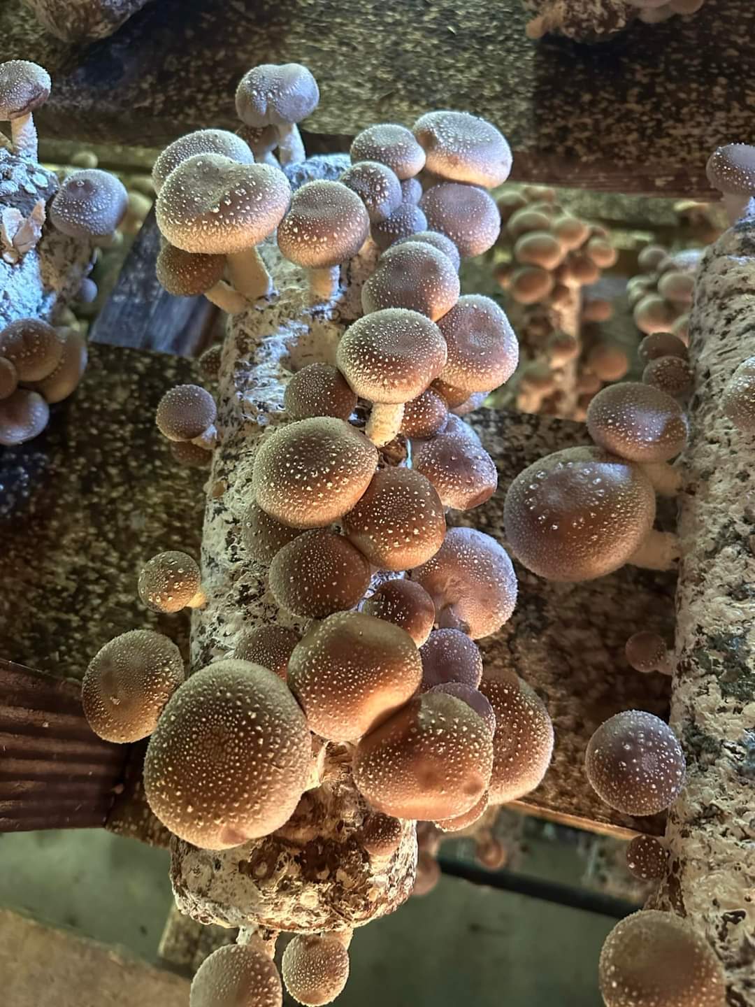 შიიტაკე სოკოს თხევადი მიცელიუმი / Shiitake - Image 3