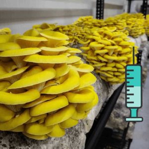 ყვითელი კალმახა სოკოს თხევადი მიცელიუმი / Yellow Oyster