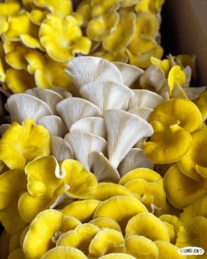 ყვითელი კალმახა სოკოს თხევადი მიცელიუმი / Yellow Oyster - Image 2